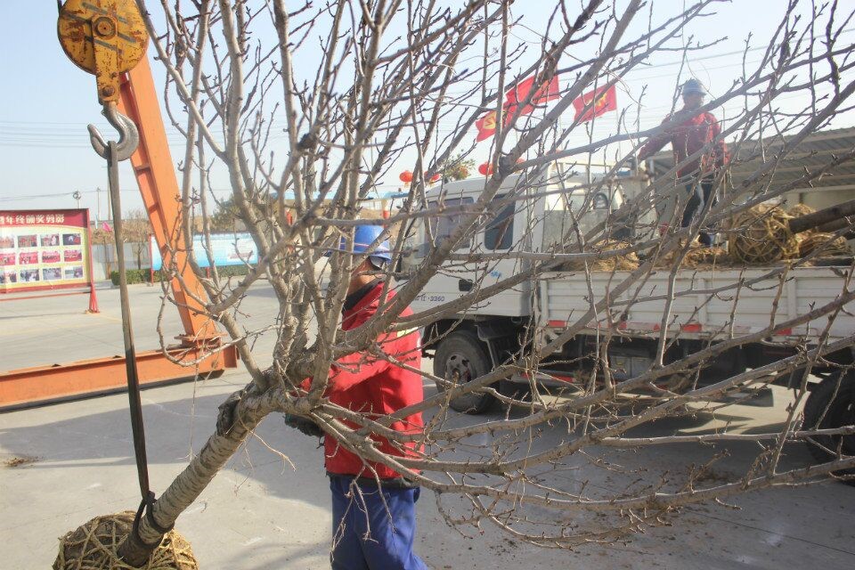 偉志鋼模板廠家-----植樹